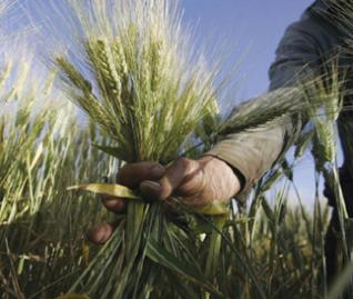 Prévisions de hausse des prix des céréales à l’horizon 2011 : Cette baguette qui nous fait tant courir !