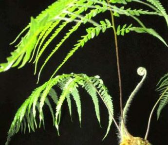 Une plante pour préserver les os