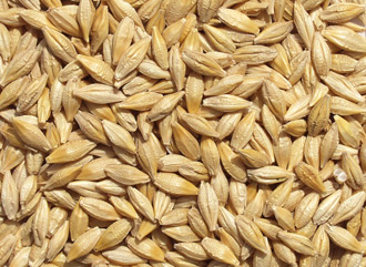 L’Algérie exportera de grandes quantités d’orge