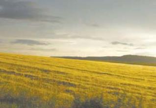 Pour s’assurer 80% de ses besoins céréaliers : L’Algérie mobilisera 200 milliards de Dinars/an