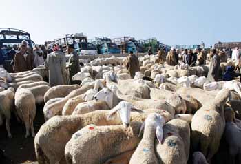 Prix exorbitants, démission de l’état, recours aux importations : Le diktat des barons de la viande