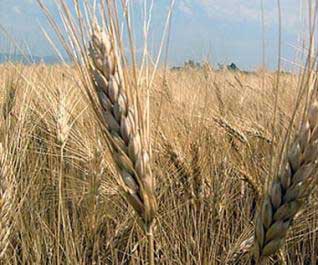 10.000 tonnes livrées à un Français : La première exportation d&rsquo;orge depuis 1967