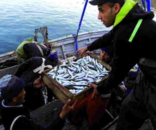 Alors qu&rsquo;il est localement hors de prix : L’Algérie exporte du poisson vers l’Europe