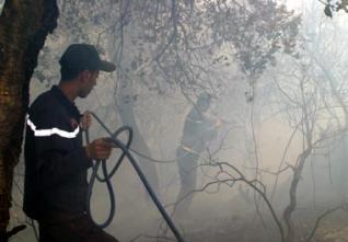 Feux de forêts : Plus de 11 000 hectares brûlés