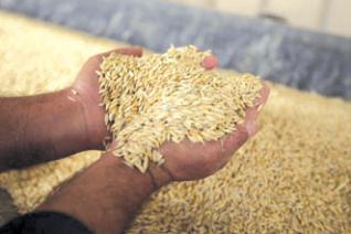 La Badr intègre la Campagne céréalière 2009 / 2010 : 11 milliards de DA de crédits sans intérêts accordés