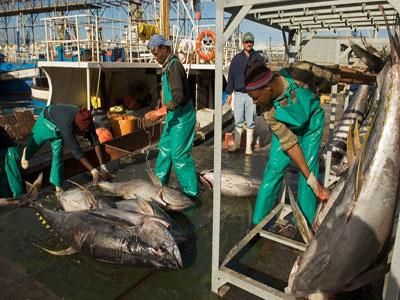 Affaire du blanchiment de capture de thon Le procès en appel s’est ouvert hier à Annaba