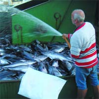 Affaire du thon rouge d’Annaba : le verdict dans le procès en appel connu le 14 juillet