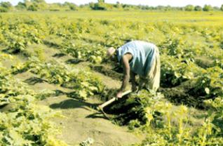 Détournement et cession illégale de terres agricoles : 11.900 exploitants devant la justice