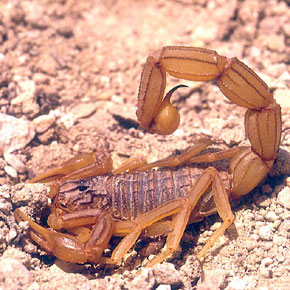 Faute d&rsquo;une prise en charge à temps à djelfa:Une fillette de 5 ans succombe à une piqûre de scorpion