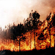 Feux de forêts : Des milliers d’hectares en fumée