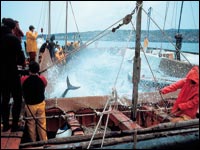 Le ministère public requiert 3 ans de prison pour tous les inculpés dans l&rsquo;affaire du thon rouge