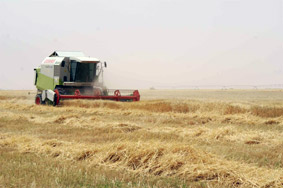 Recule de la production des céréales en Algérie