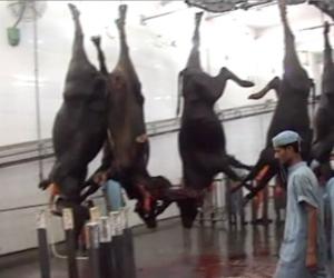 Son importateur, Sotracov, se veut rassurant : La viande bovine indienne mise sur le marché le 8 août