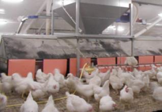 100 000 élevages avicoles menacés de disparition