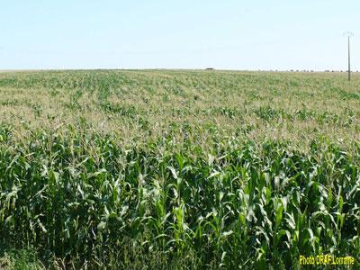 Afin de réduire sa facture céréalière L’Algérie ambitionne de produire du maïs et du soja