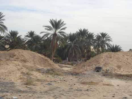 Commune de Bordj Ben Azzouz (Biskra) Virée au royaume de Deglet Nour