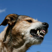 La rage tue 20 personnes en moyenne par an en Algérie : Vacciner vous immédiatement après une morsure de chien