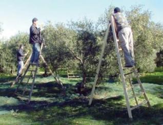 Les Oléiculteurs demandent l&rsquo;effacement de 7 milliards de DA de dettes