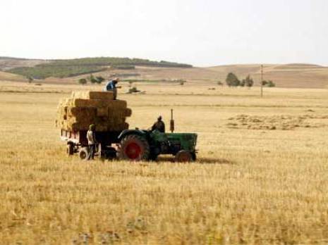 Les prévisions de la production mondiale de blé en baisse Les prix des céréales s’envolent sur le marché international