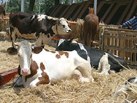 1197 tête de bovins et ovins volées en 9 mois à Médéa: Les voleurs étaient des bouchers