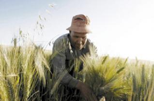 Benaissa propose le rééchelonnement : Les dettes des agriculteurs ne seront pas effacées