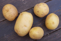 En attendant la récolte de l&rsquo;automne de la pomme de terre : Ce tubercule s&rsquo;affiche entre 35 et 50 DA