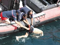 La mal-vie pousse des milliers de jeune algériens à quitter le pays :Le carburant du désespoir