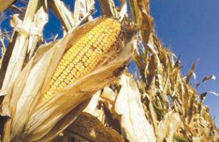 Plusieurs propositions sur le bureau de Rachid Benaïssa : Des opérateurs étrangers pour développer la culture du maïs