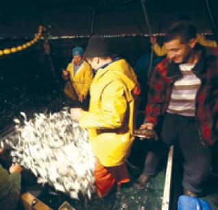 Pour lutter contre la pêche illicite : Des commissions de discipline au niveau des ports