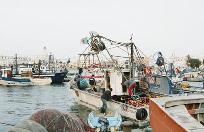 Thon et thoniers dans le collimateur