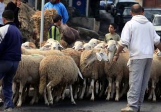 A la veille de l’aid el adha : Ces commerçants qui changent d’activité