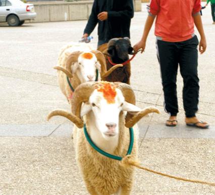 A la veille de l’aid el adha – Latraco : Le mouton se vend aussi à crédit