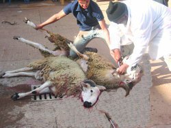 AÏD el-Kebir, Des milliers de peaux de mouton perdues