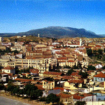 Archéologie : L’olivier de Saint Augustin, la « vigie verdoyante » de Souk Ahras