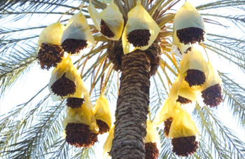 Dattes : Une récolte record de 6 millions de quintaux attendue