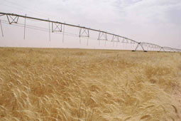 Encouragement de la production céréalière en Algérie  16 producteurs ayant dépassé la moyenne de 60 q/h rejoignent le club des 50