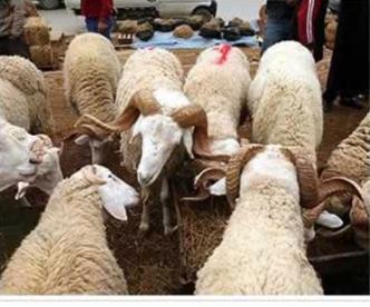 La wilaya d&rsquo;Alger désigne plus de 100 points de vente de moutons à travers 43 communes