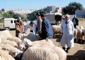 Le mouton de l&rsquo;Aïd  ou l&rsquo;autre sacrifice,La saignée !