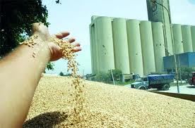 Les terres agricoles en Algérie sont  »insuffisamment fertilisées »