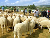 Pénurie de lait,cherté du mouton et des fruit et légumes, Ça flambe partout!