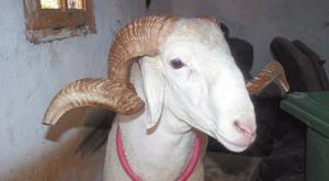 Sacrifice du mouton: le ministère de la Santé appelle à observer des règles de précaution