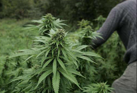 Algérie : Plus de 26,5 tonnes de cannabis saisies depuis janvier 2010
