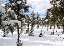 Chutes de neige : routes coupées dans plusieurs wilayas du centre et l&rsquo;est du pays