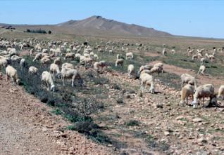 Face au déficit de fourrage vert : Les éleveurs approvisionnés en orge