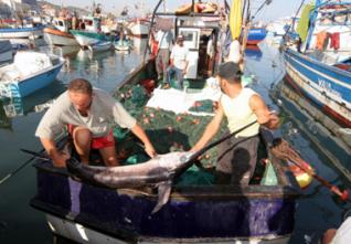 Investissements dans le secteur de la pêche : 81 projets ficelés pour plus de 2,6 milliards de dinars