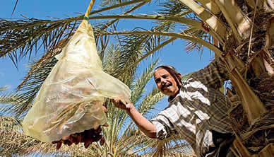 La production de dattes en hausse