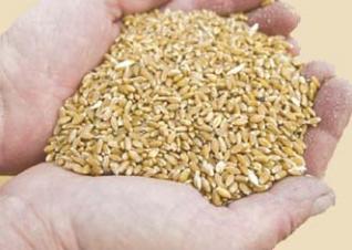 Le ministère de l’Agriculture annonce l’emblavement de 2,6 millions d’hectares : La productivité céréalière reste à la traîne