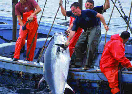 Le ministre de la pêche à propos de la baisse du quota de thon, »Le thon n&rsquo;a jamais intéressé le citoyen algérien ni même l&rsquo;Etat »