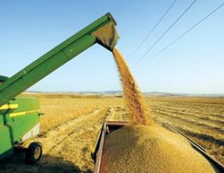 Les conditions sont réunies pour intensifier la production céréalière nationale