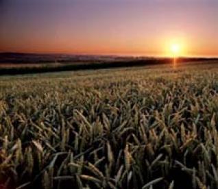 Organisé par le groupe Benammor : La qualité du blé en débat